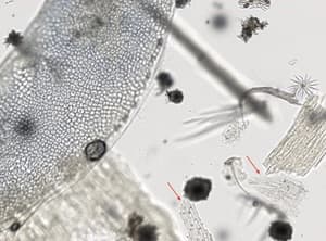 Image Stacking: Bottom Layer