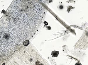 Extended Depth of Field (EDF) Image