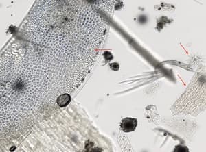 Image Stacking: Middle Layer