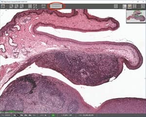 Deep Zoom Viewer - User Buttons