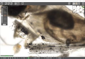 Multi-Layer Deep Zoom Viewer (Middle Focus Level)