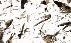 Overlapped Whole Scan Image