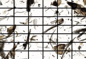 Underlapped Whole Scan Image