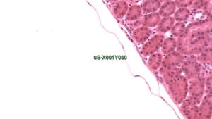 Watermarked Field Image